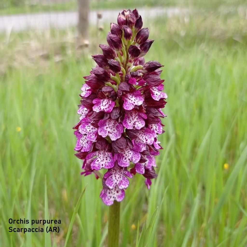 orchidee-Casentino